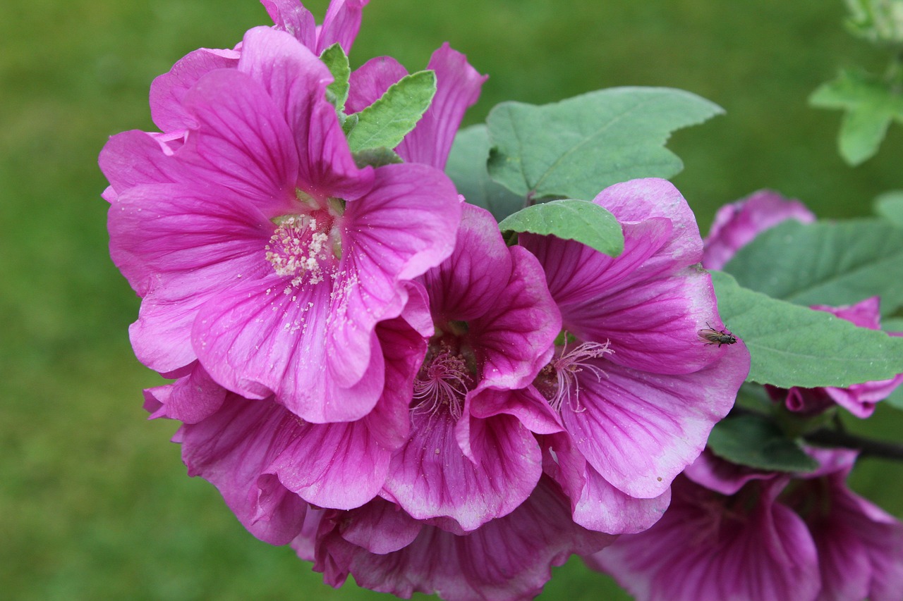 Image - lavatera shrub plant flower pink