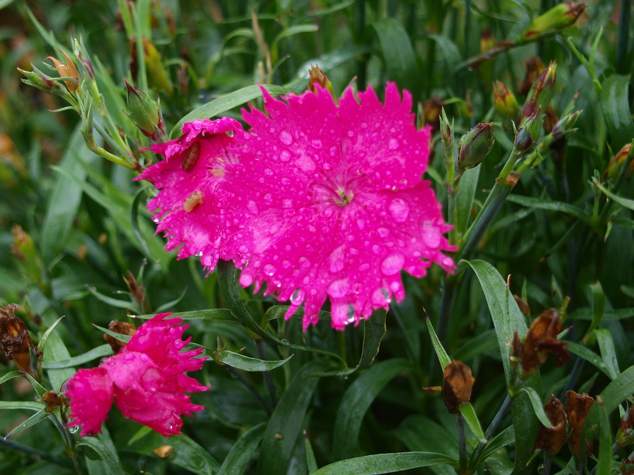 Image - blossom bloom carnation wet drip