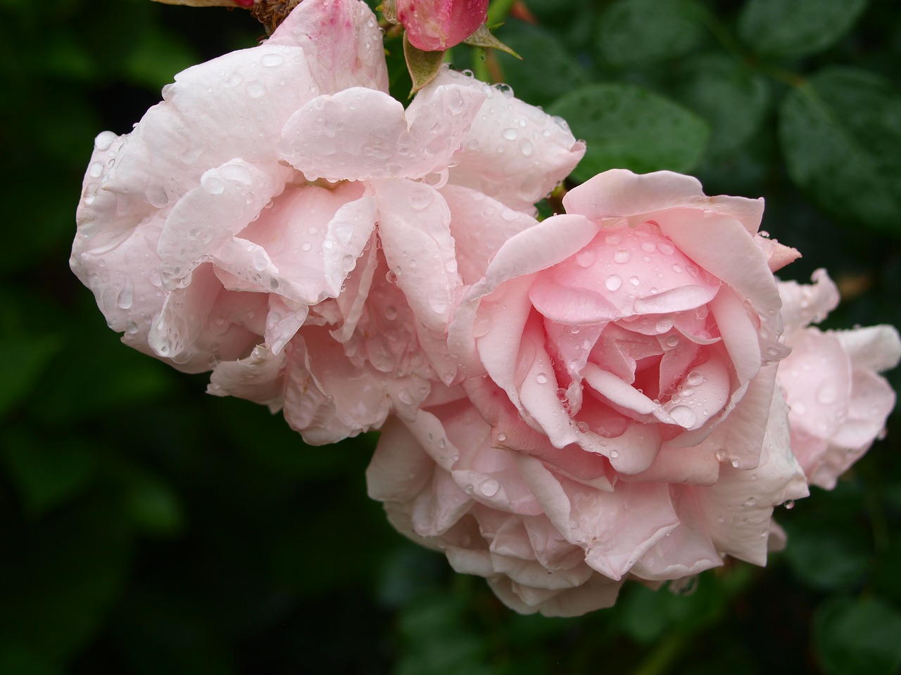 Image - rose pink drip rain summer