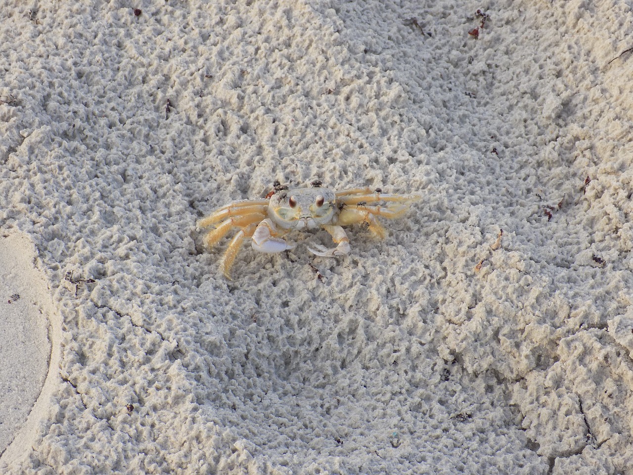 Image - crab coast beach wildlife