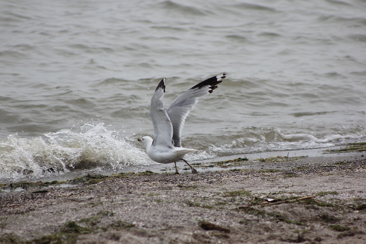 Image - seagull lake erie