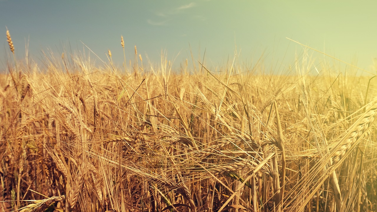Image - summer field wheat heat sun