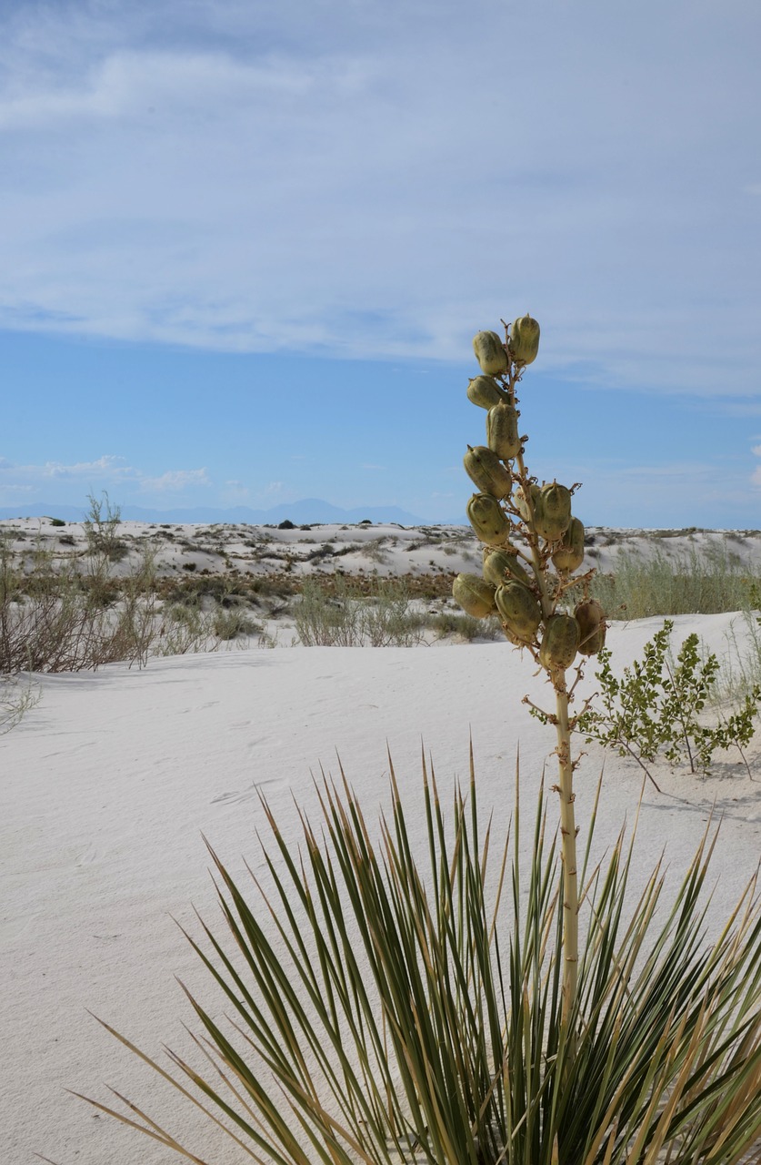 Image - yucca flora desert summer blooming