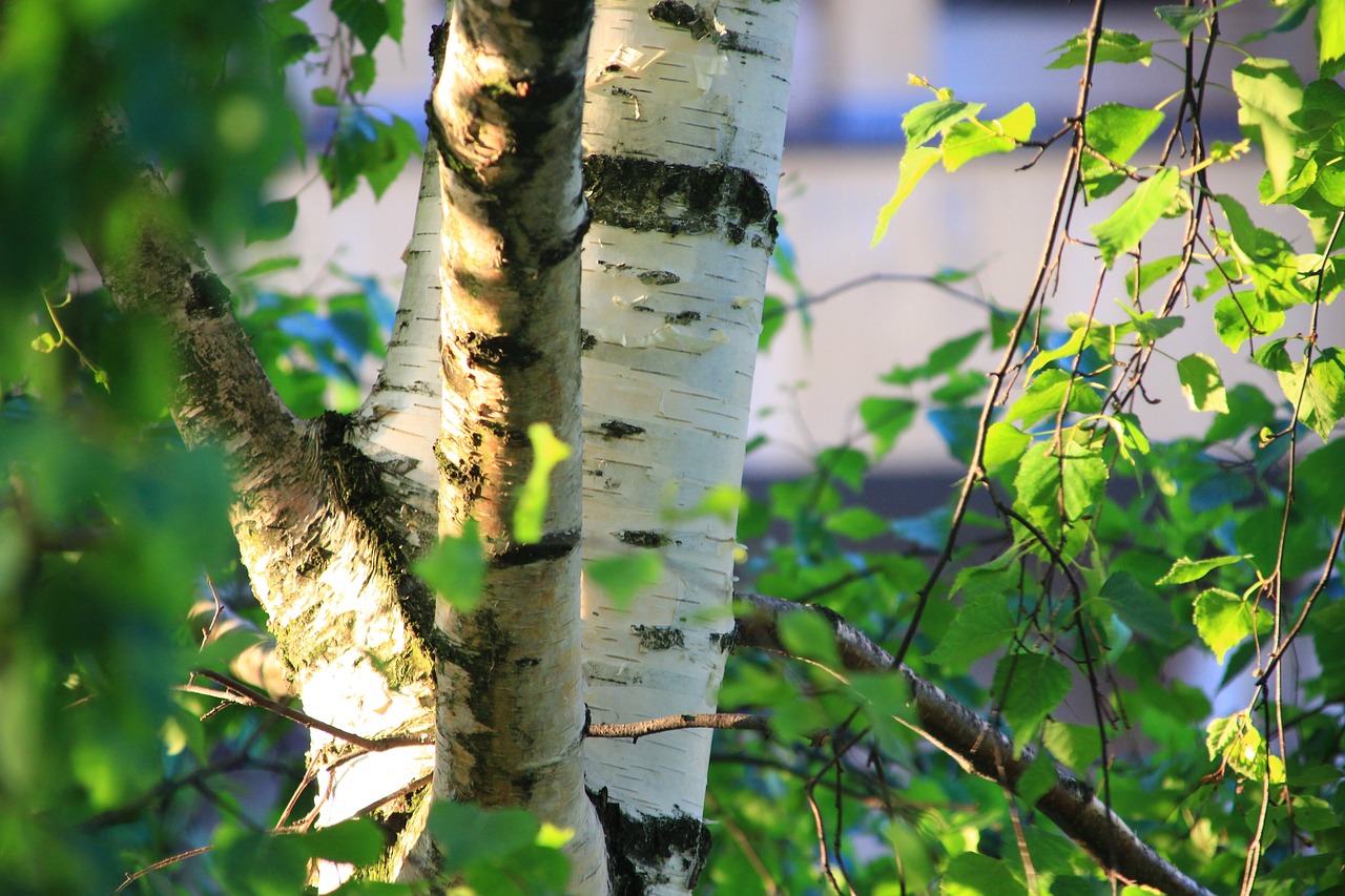 Image - birch tree closeup nature konary