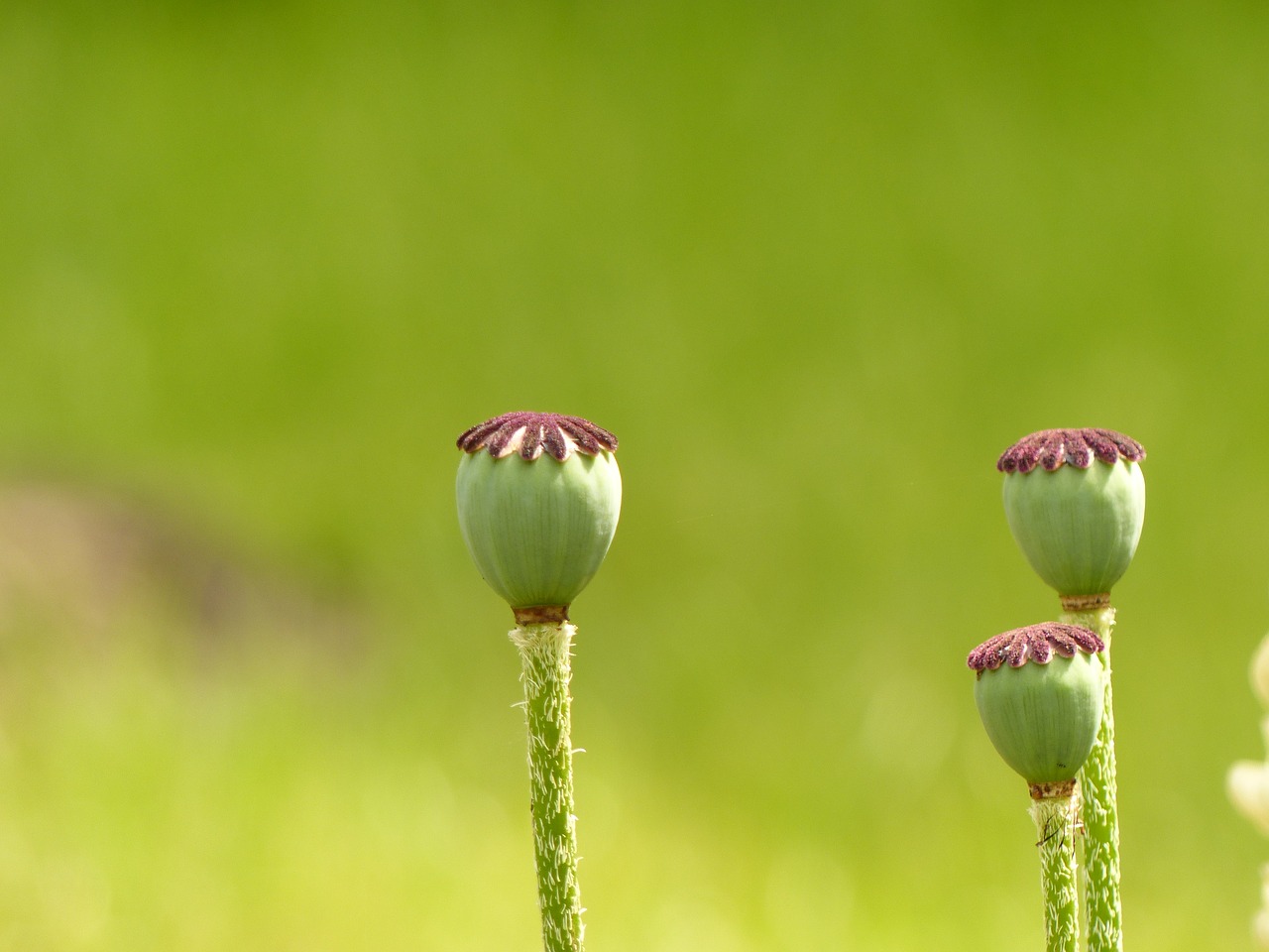Image - poppy poppy capsules flower seeds