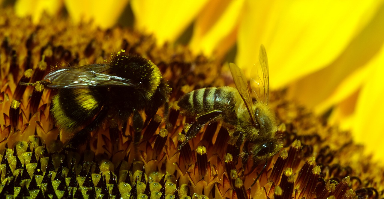 Image - hummel bee blossom bloom insect