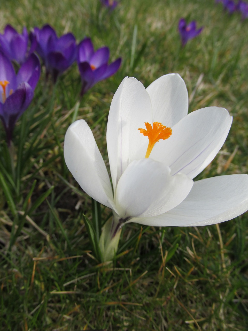 Image - crocus flower detail spring