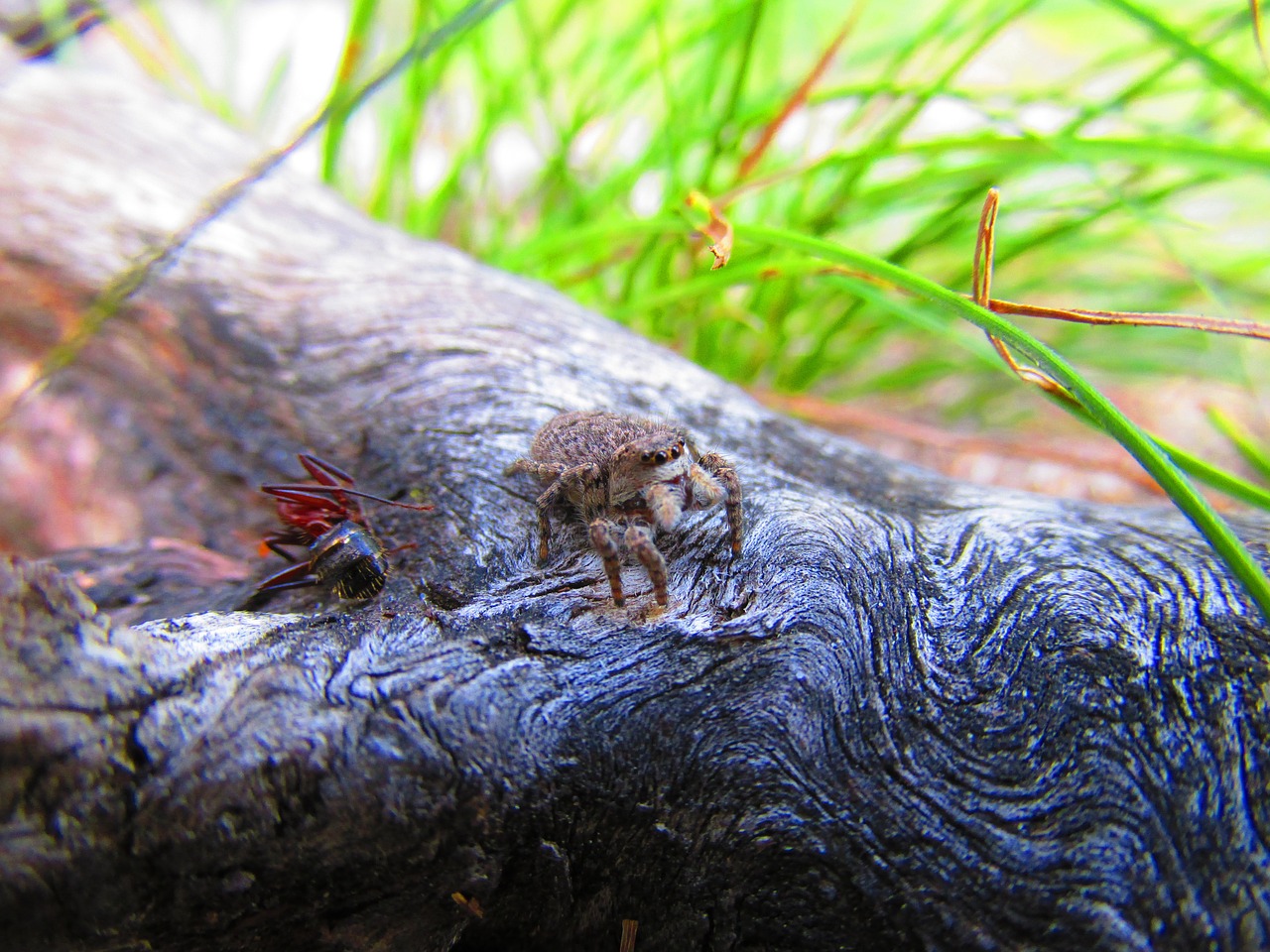 Image - jumping spiders ant nature animal