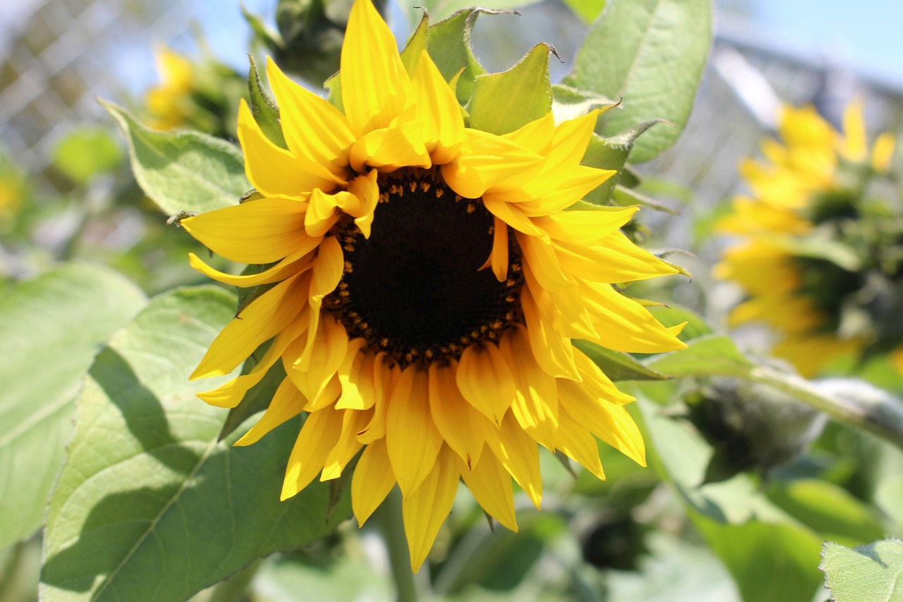 Image - flora plants flower blooming