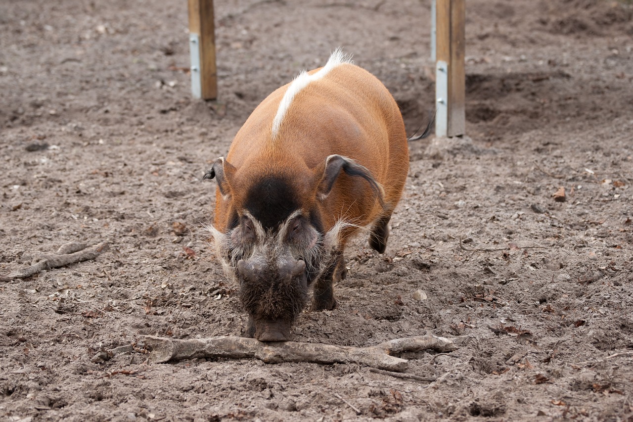 Image - pig boar wild boar nature animal