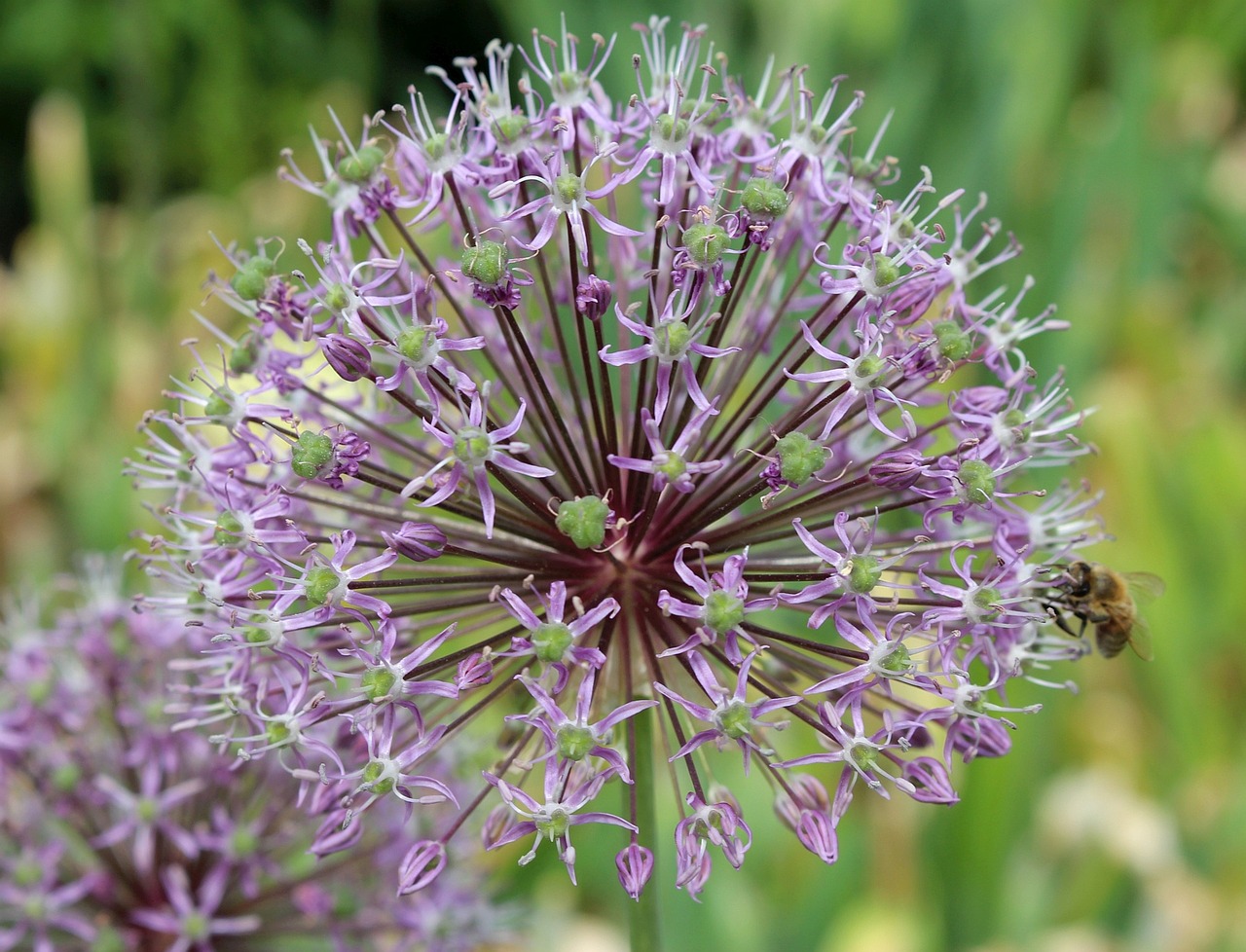 Image - flora plants decorative garlic bee