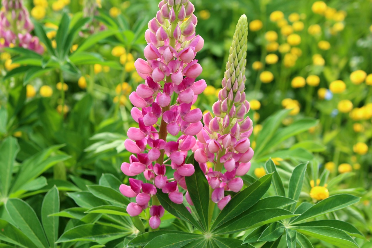 Image - flora plants lupine pink garden