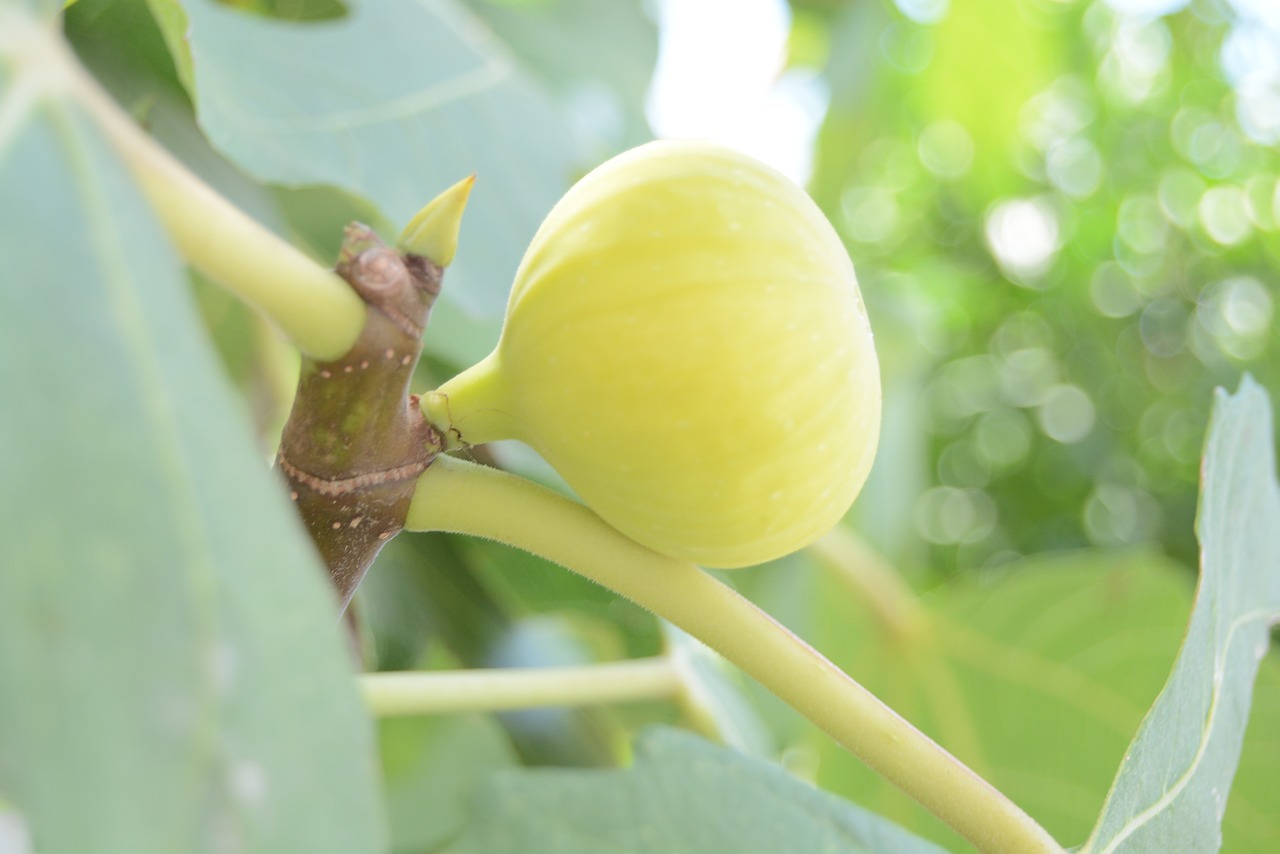 Image - yellow fruit good taste