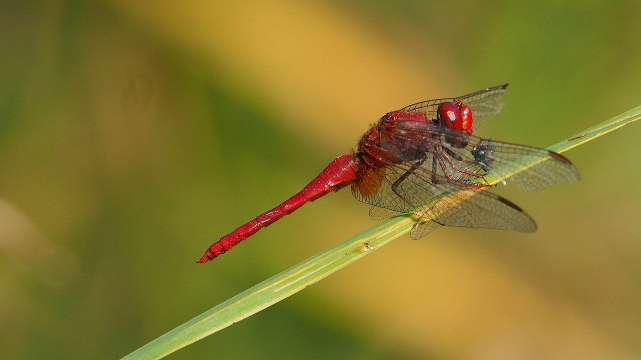 Image - nature insects dragonfly macro red