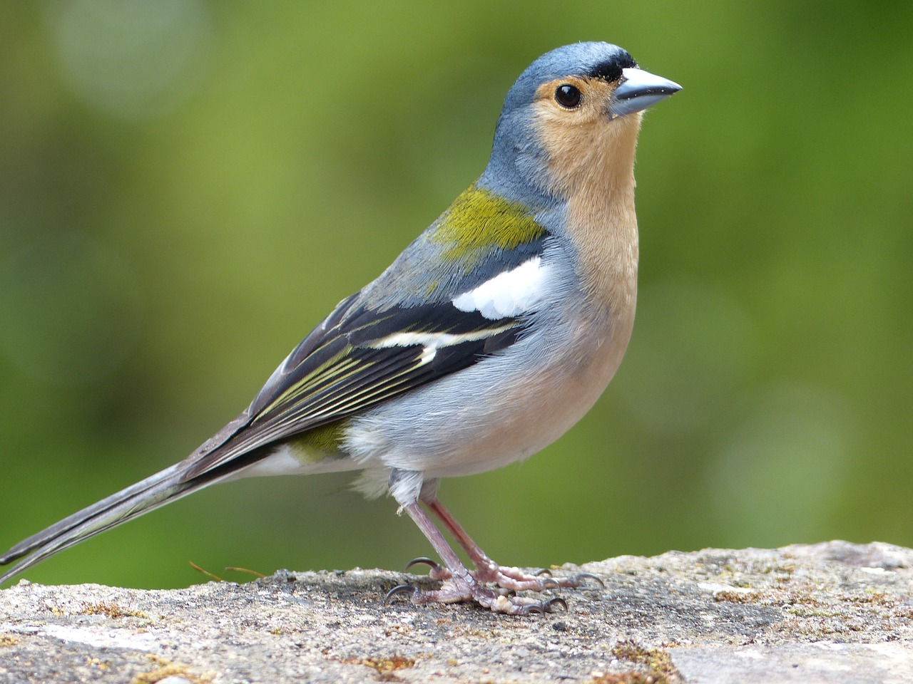 Image - bird madeira ile fauna nature