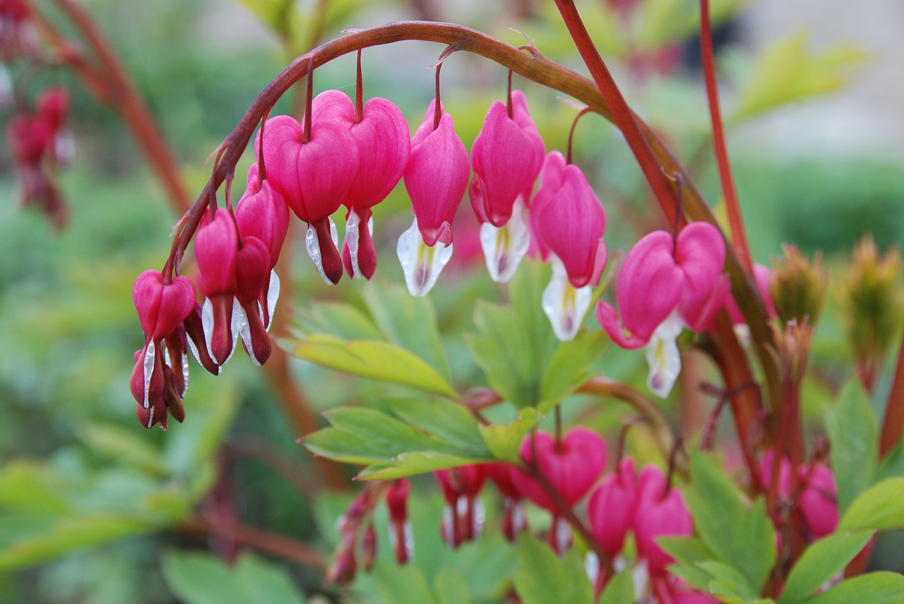 Image - watery heart blossom bloom