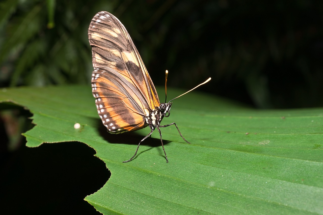 Image - butterfly fly animal slightly