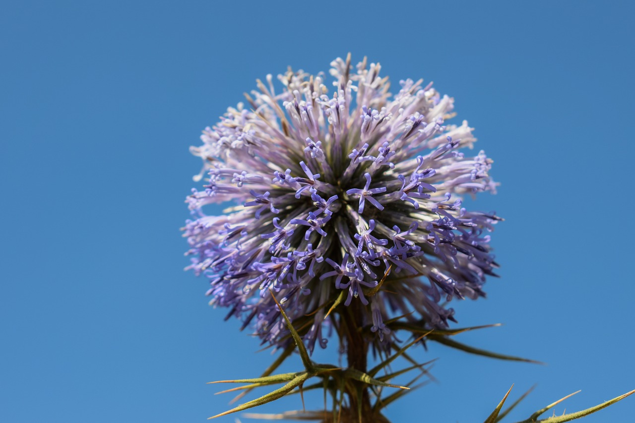 Image - thistle inflorescence flower plant