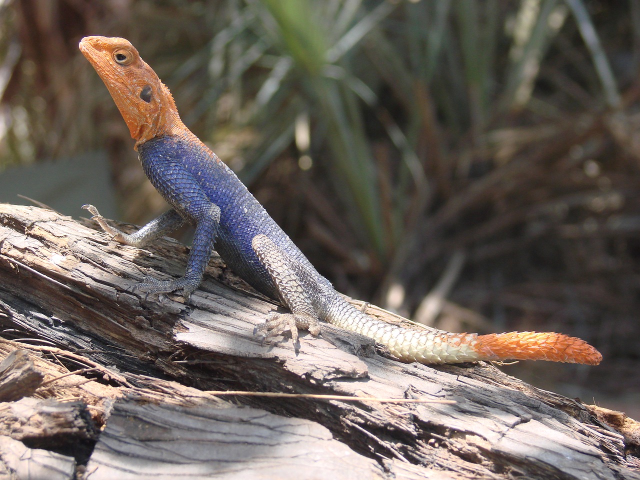 Image - lizard blue namibia desert exotic