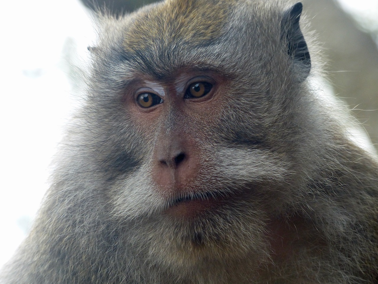 Image - bali indonesia monkey primate