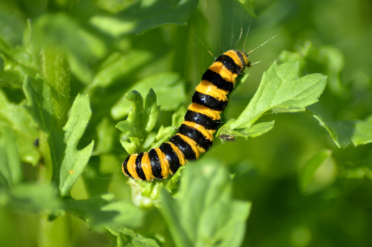 Image - jakobskrautbär crawler caterpillar