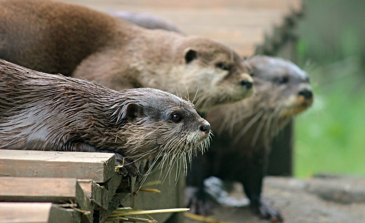 Image - otter fur cute animal water