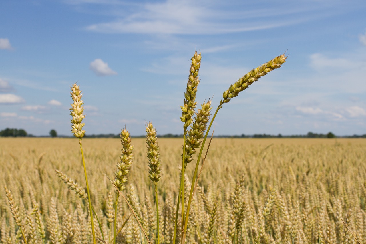 Image - wheat crop agriculture harvest