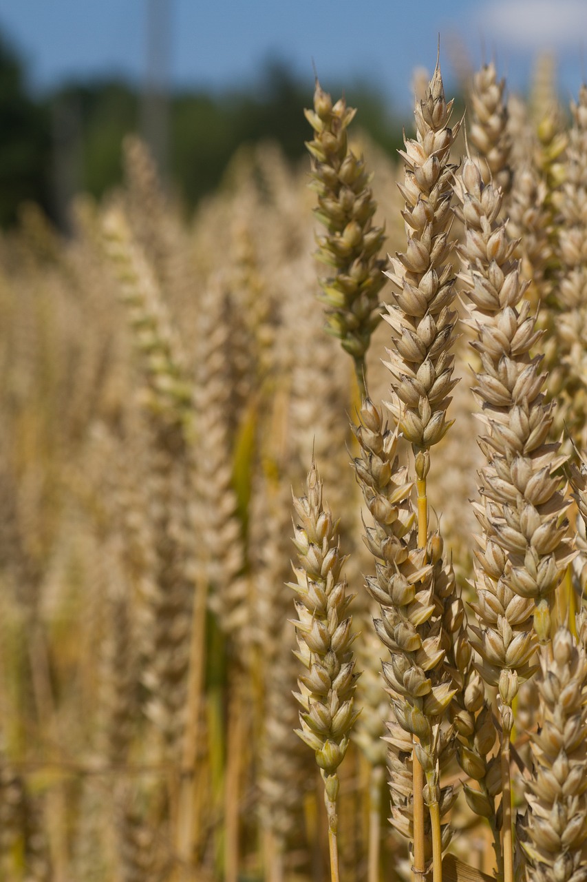 Image - wheat crop agriculture harvest