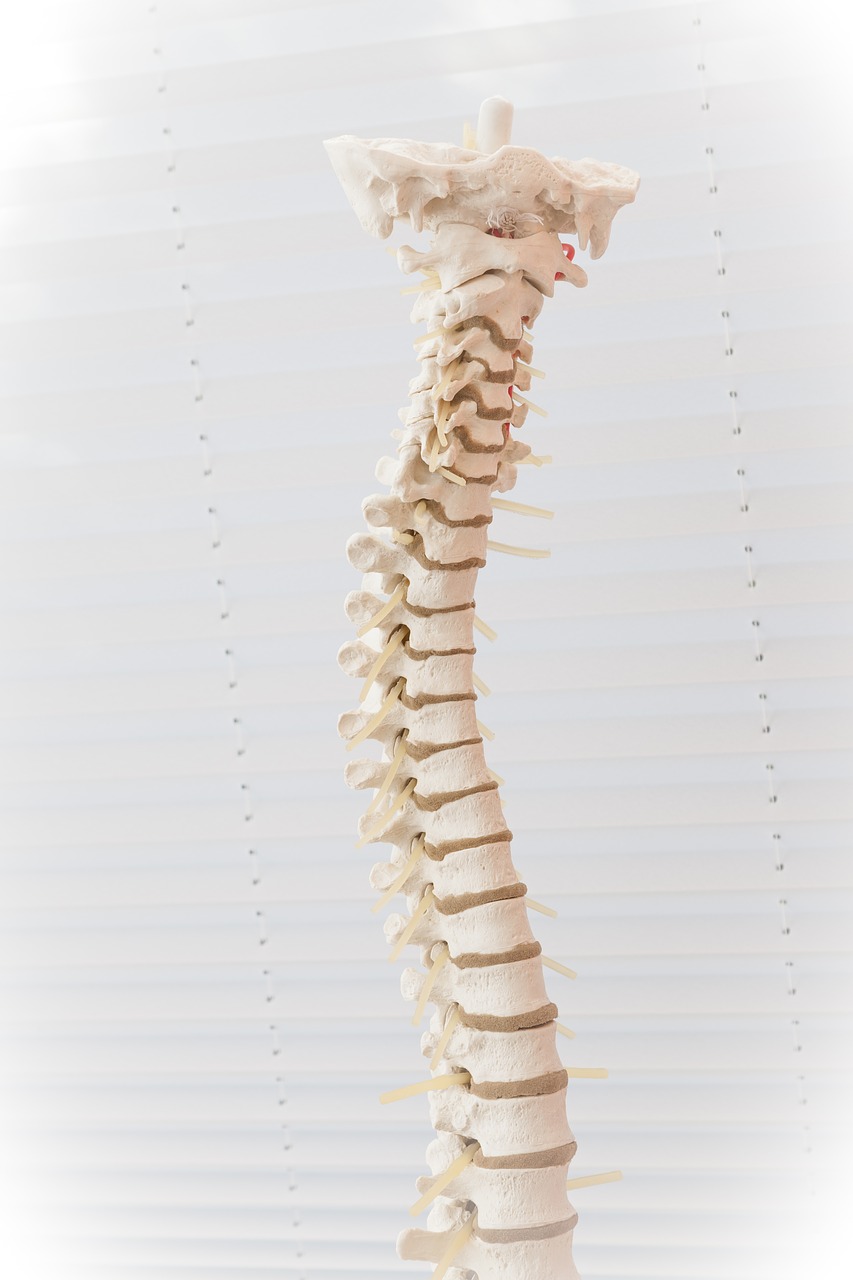 Image - spine disc move