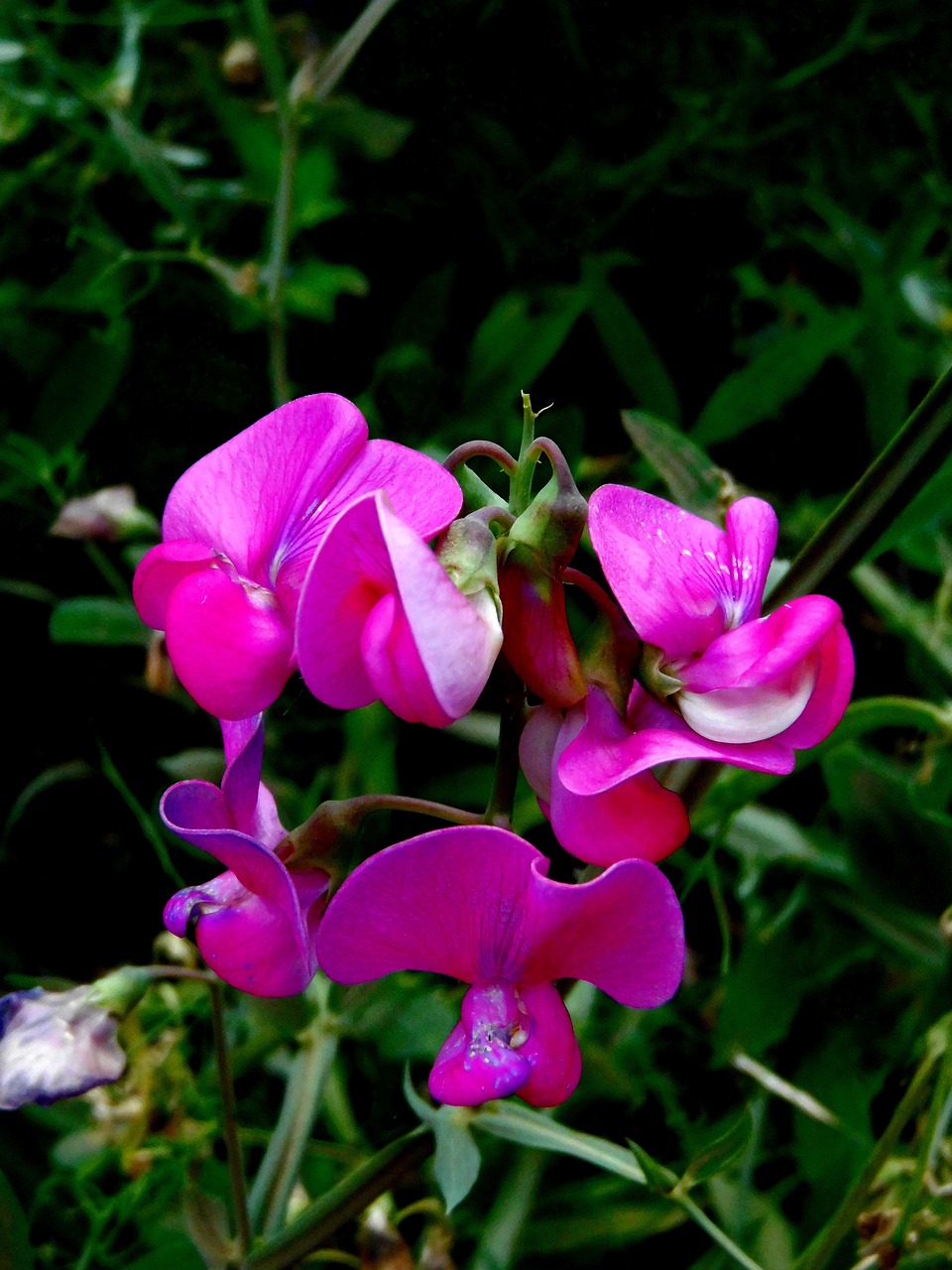 Image - sweet pea wildflowers flower nature