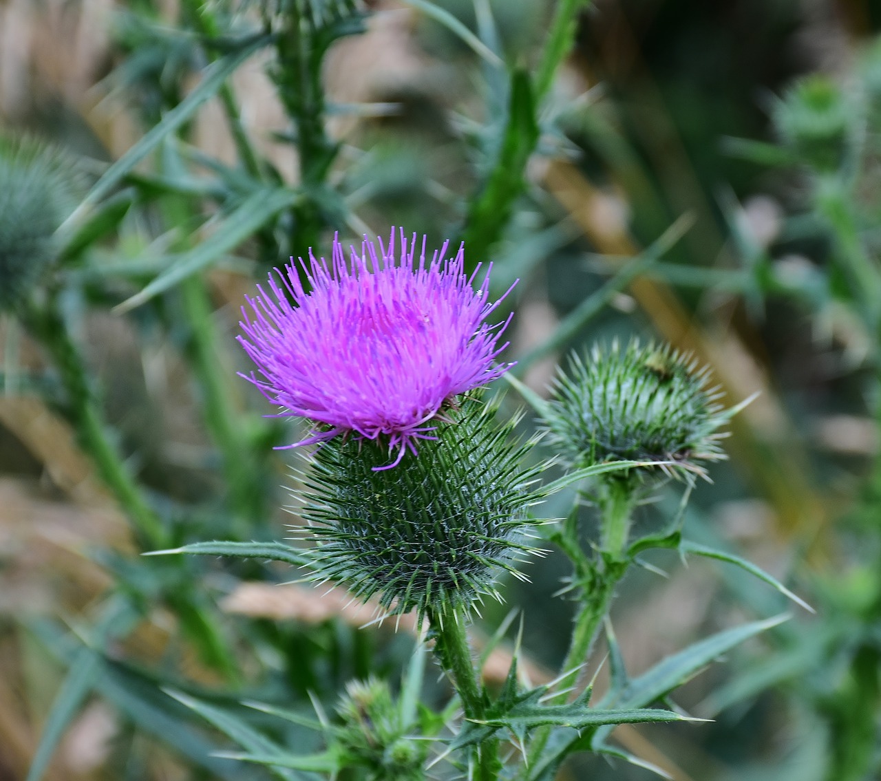 Image - thistle acker thistle