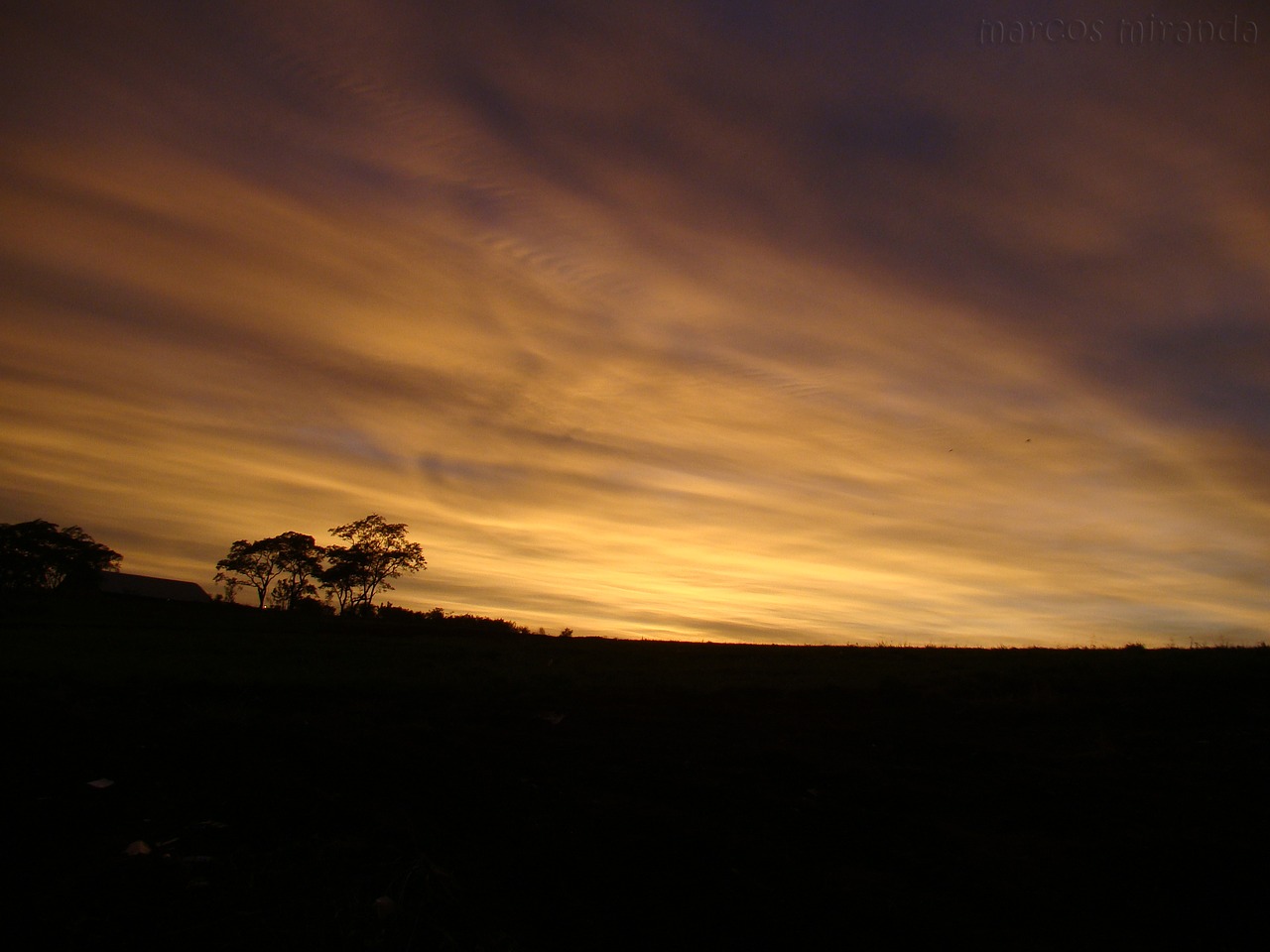 Image - gold dawn silhouette trees