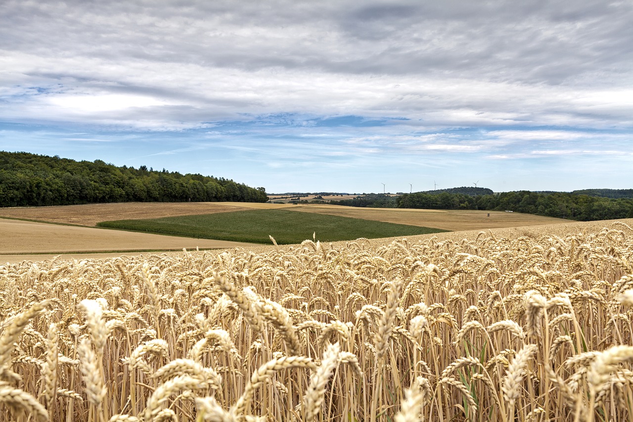 Image - cereals arable field nature
