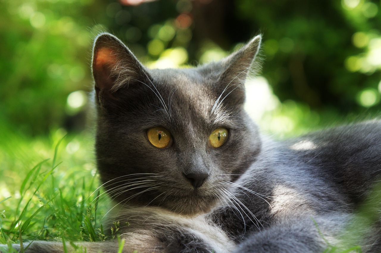 Image - cat grass summer gray
