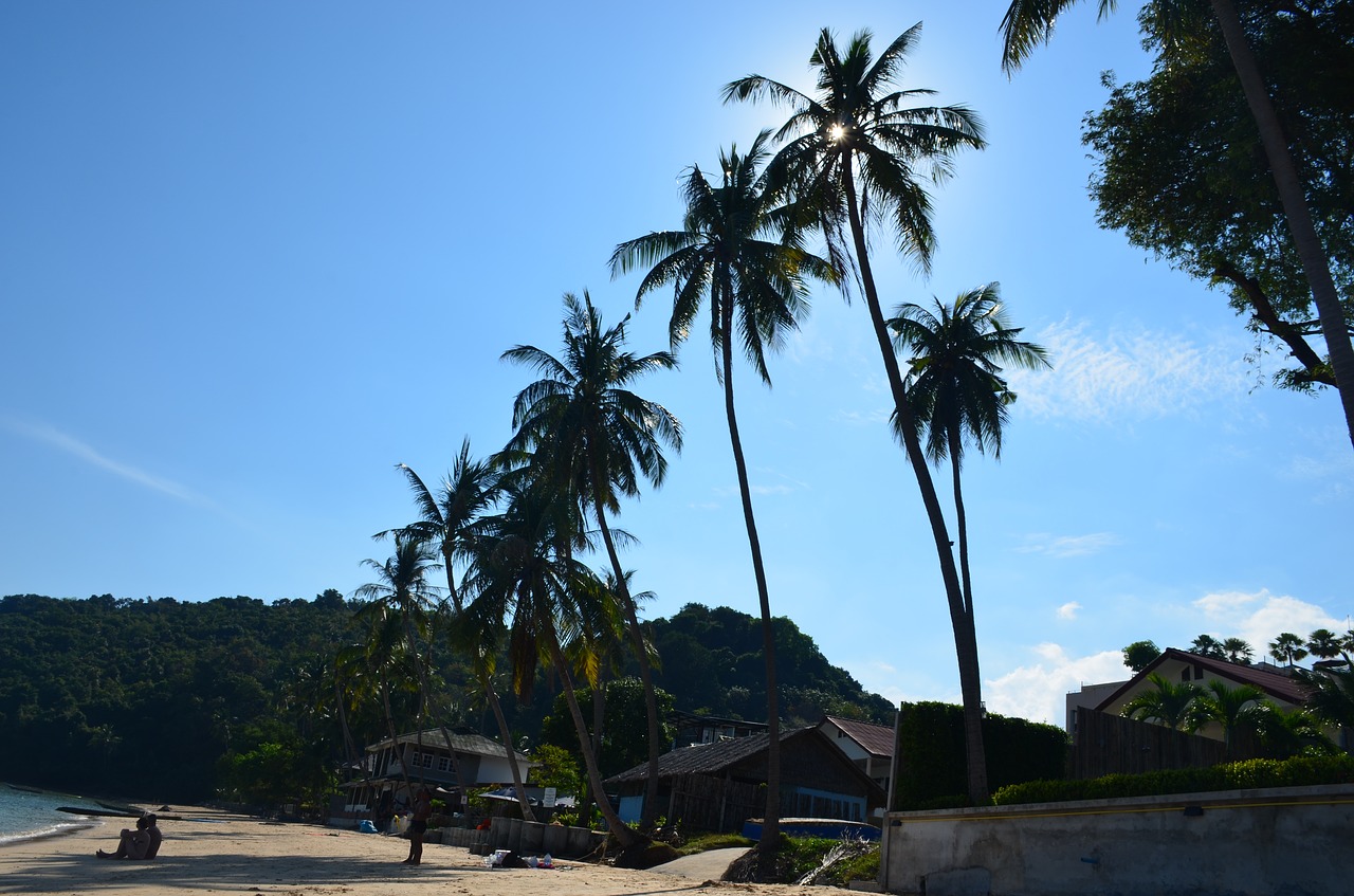 Image - beach palm trees summer sand