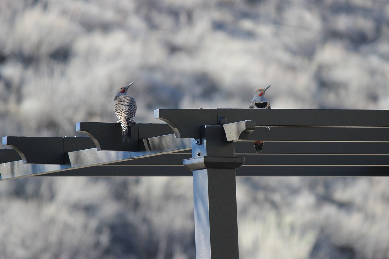 Image - bird woodpecker nature wildlife