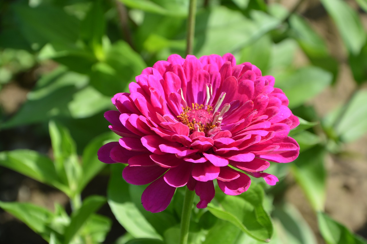 Image - pink flower fuchsia nature bouquet