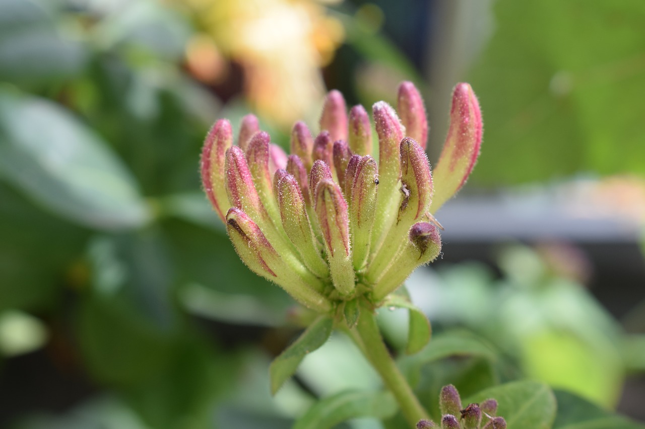 Image - caprifol bud climbing plant garden