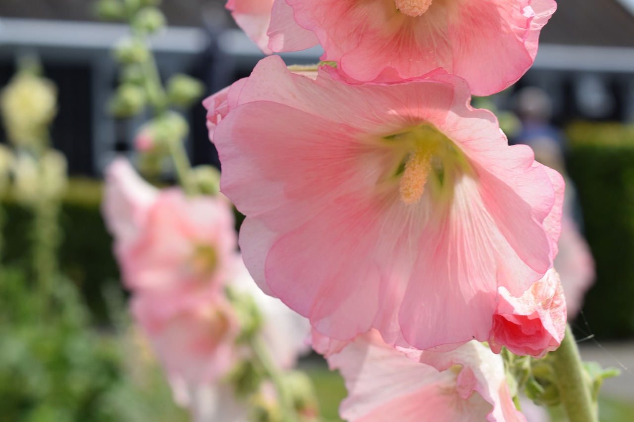 Image - hollyhock pink flower flowers