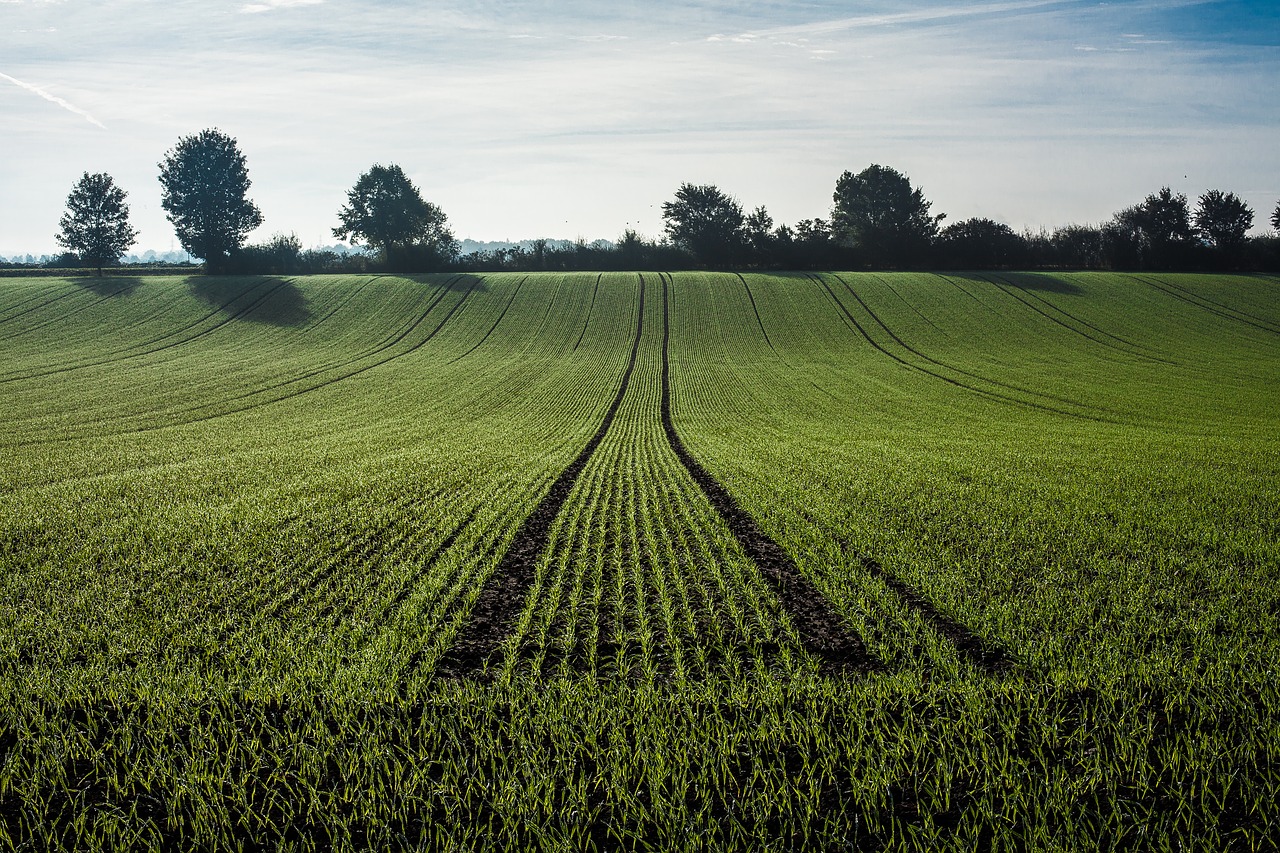 Image - agriculture getreideanbau cereals