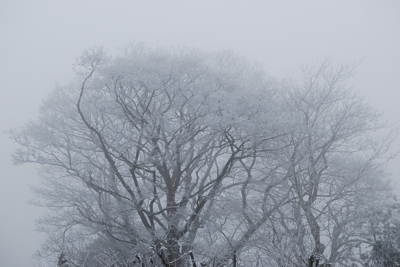 Image - tree fog frost england