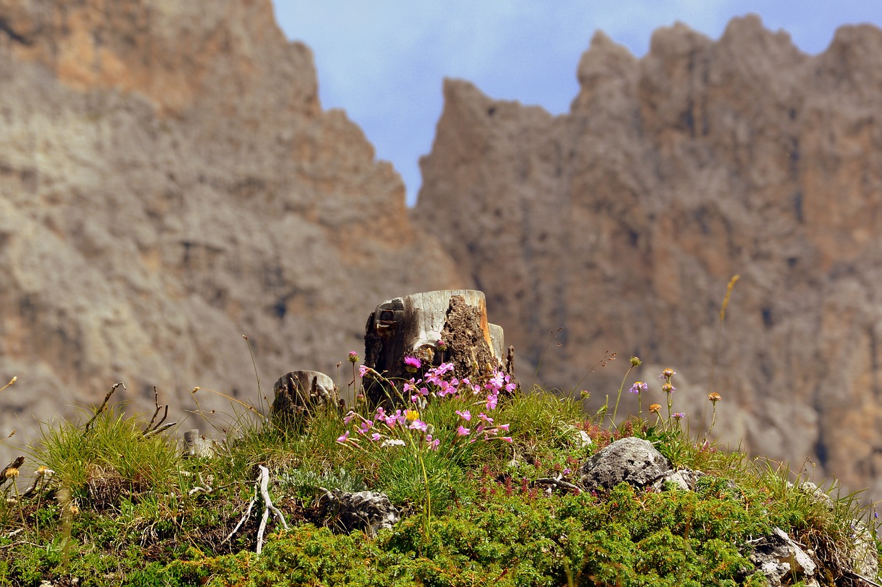 Image - flowers trunk prato dolomites