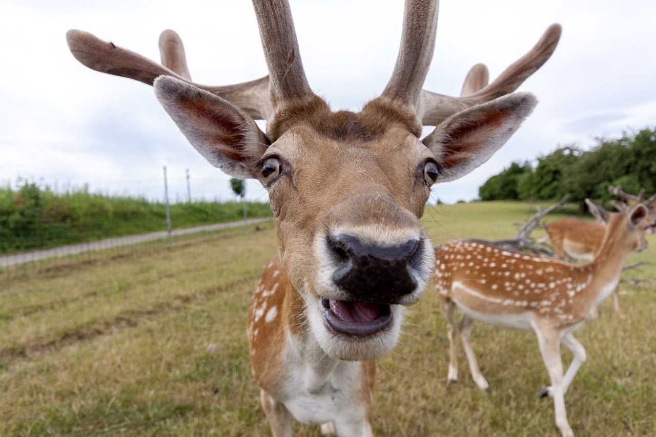 Image - roe deer hirsch wild animal nature