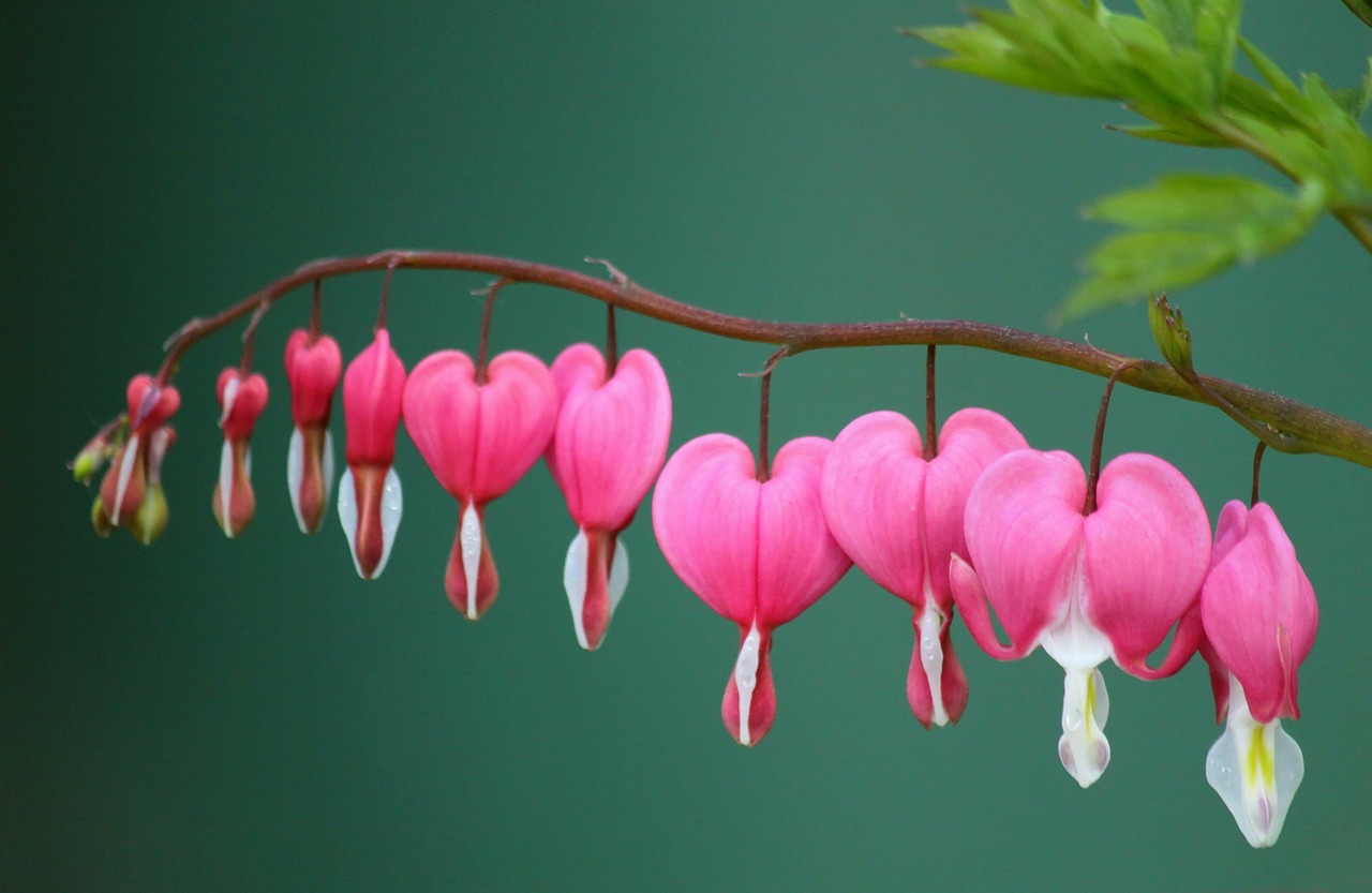 Image - bleeding heart herzerlstock blossom