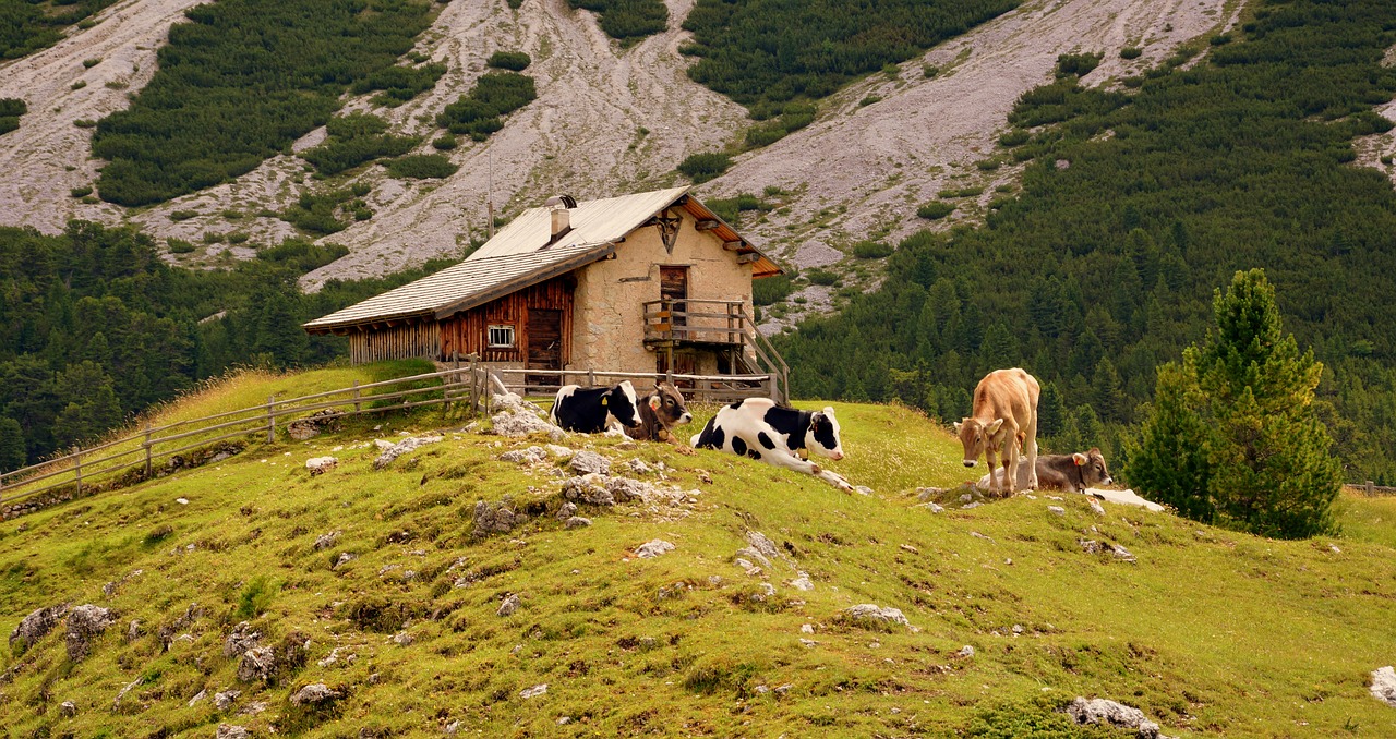 Image - baita cow pasture cows stable