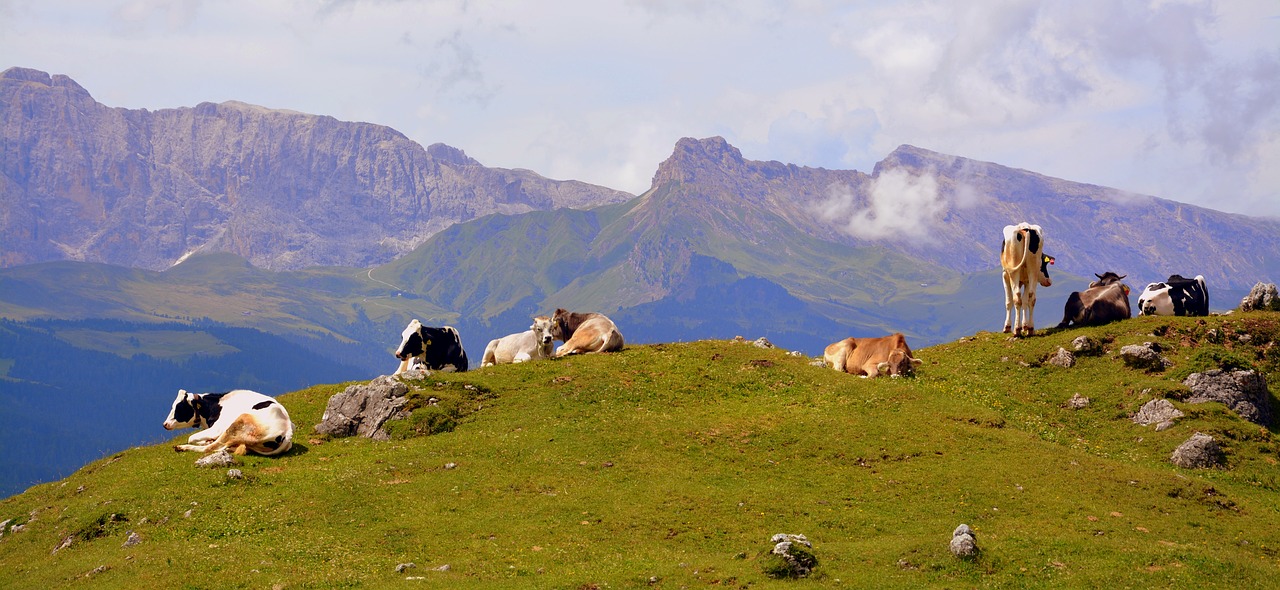 Image - cow dolomites rest prato