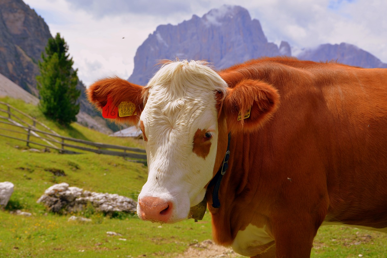 Image - cow pasture mountain prato animal