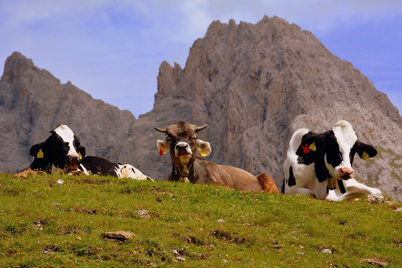 Image - cow pasture rest dolomites