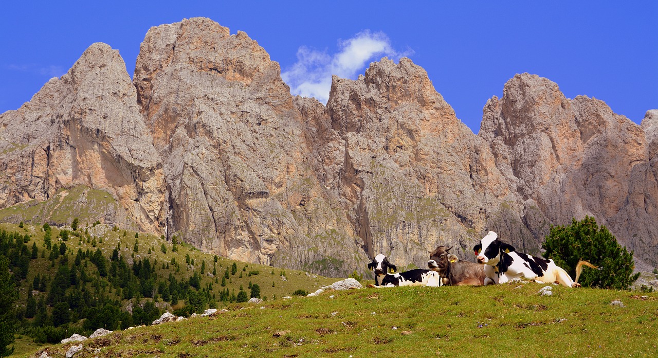 Image - cow pasture rest dolomites