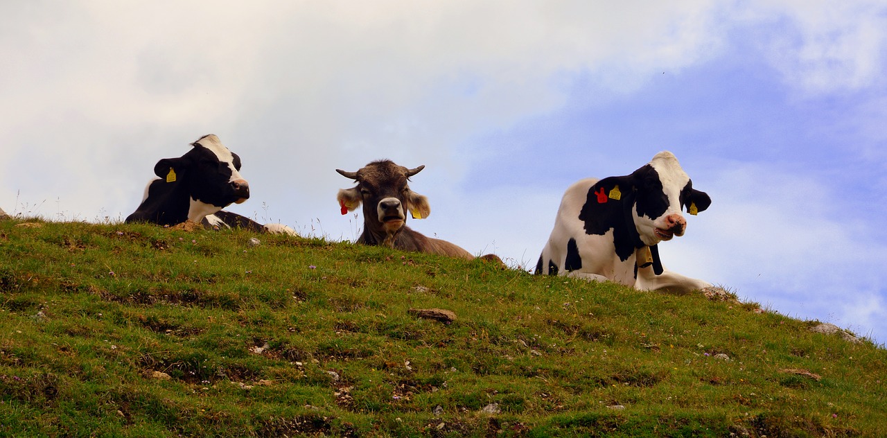 Image - cow pasture rest mountain prato